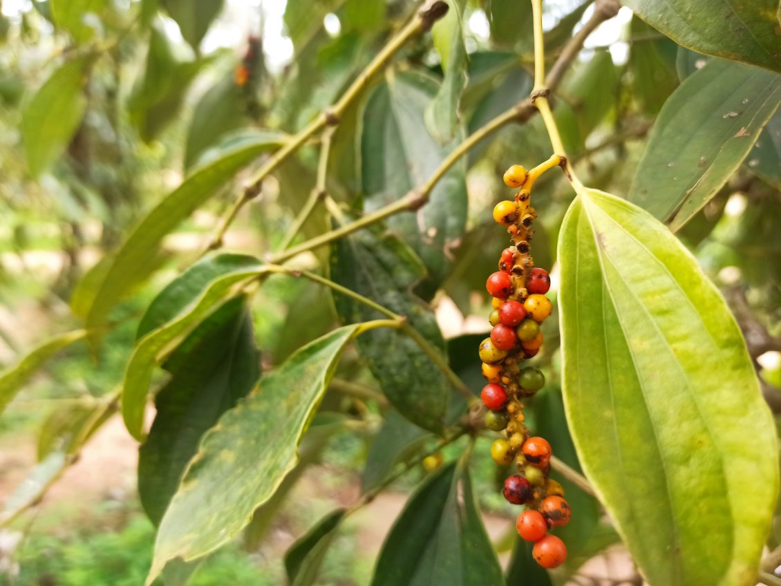 J17. Le poivre de Kampot est considéré comme l'un des meilleurs du monde. Les poivres verts, noirs, blancs et rouges proviennent de la même plante.