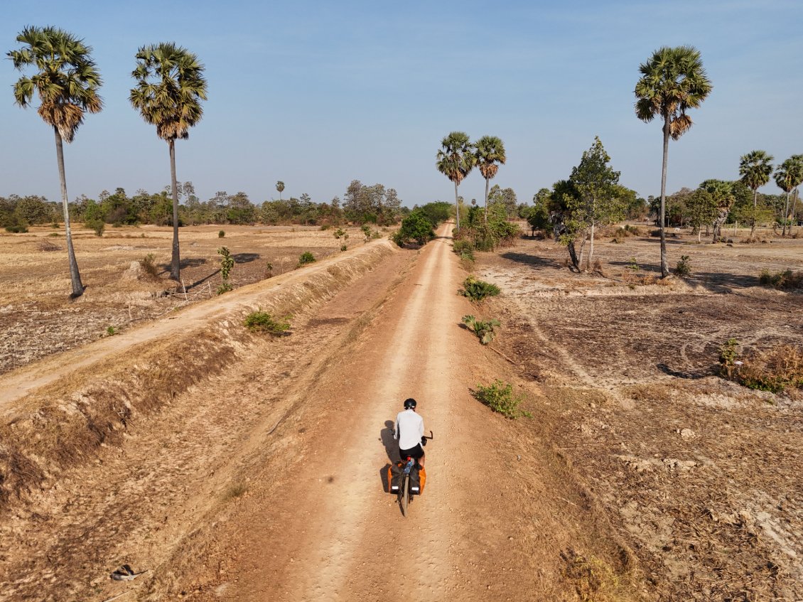 J29. La piste est bordée de palmiers à sucre, un symbole du Cambodge.