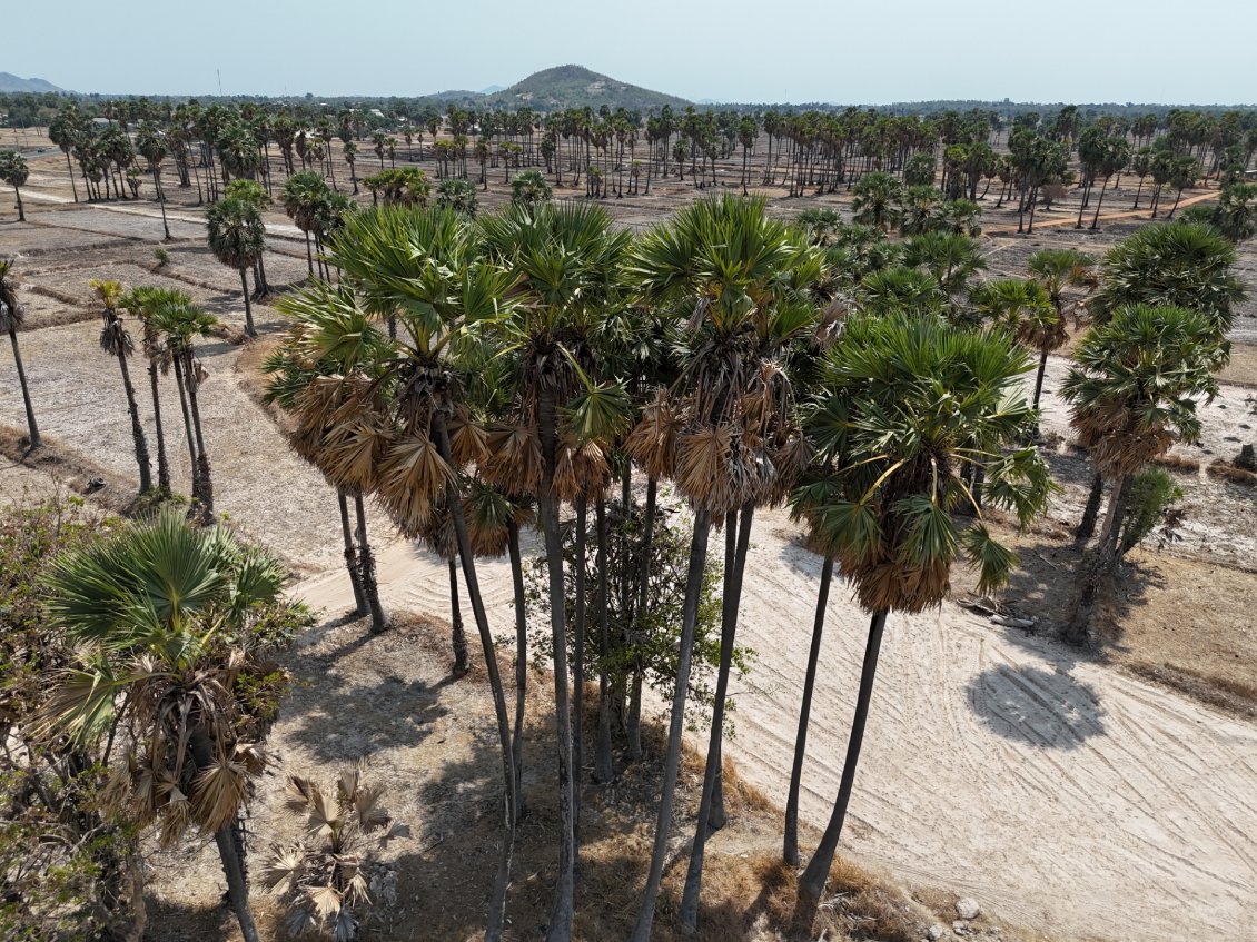 J29. Les palmiers à sucre sont nombreux dans la région de Kampong Chhnang.