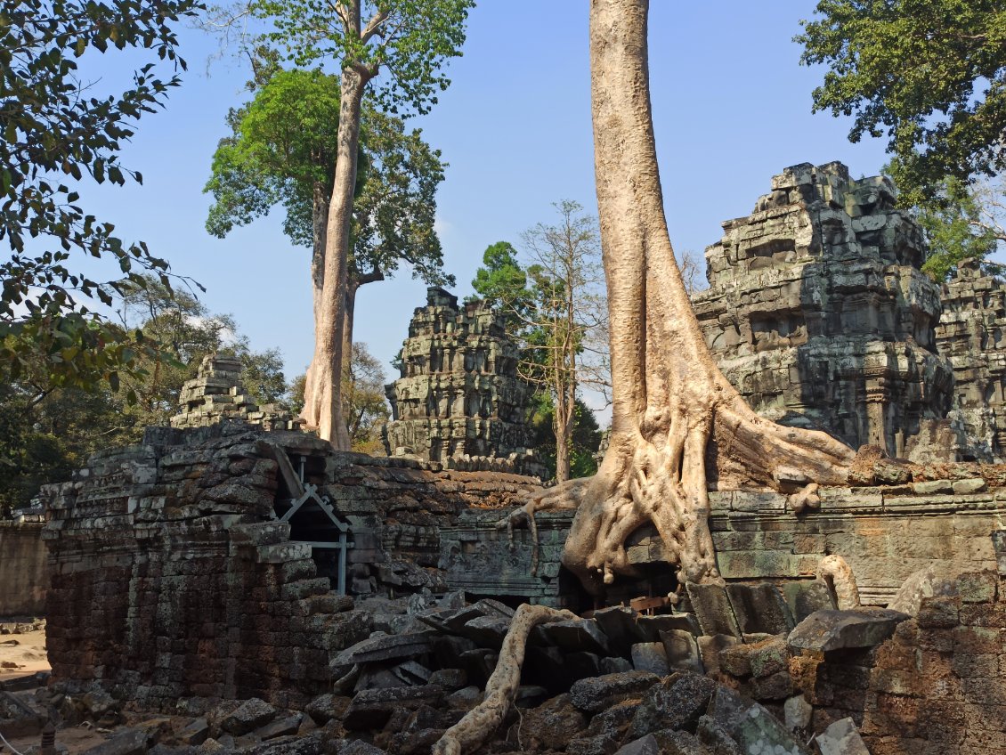 Aujourd'hui la plupart des arbres qui s'étaient emparés des temples ont été retirés. Seuls les plus imposants ont été laissés.