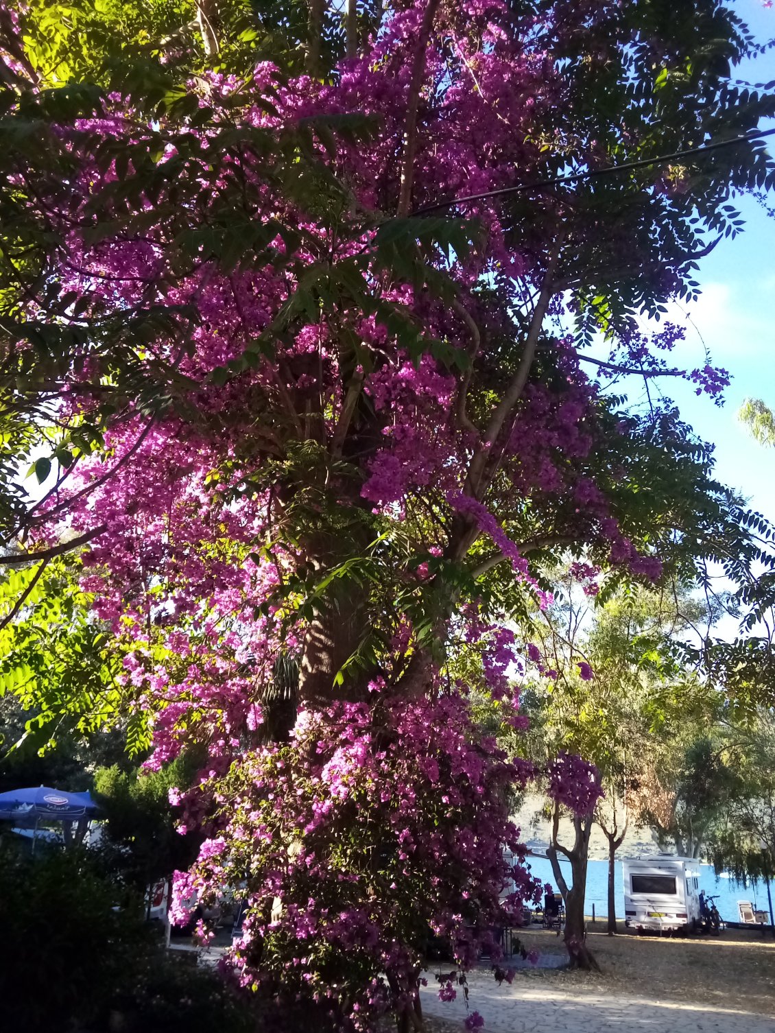 Au revoir le magnifique bougainvillier du camping, perché dans un arbre.