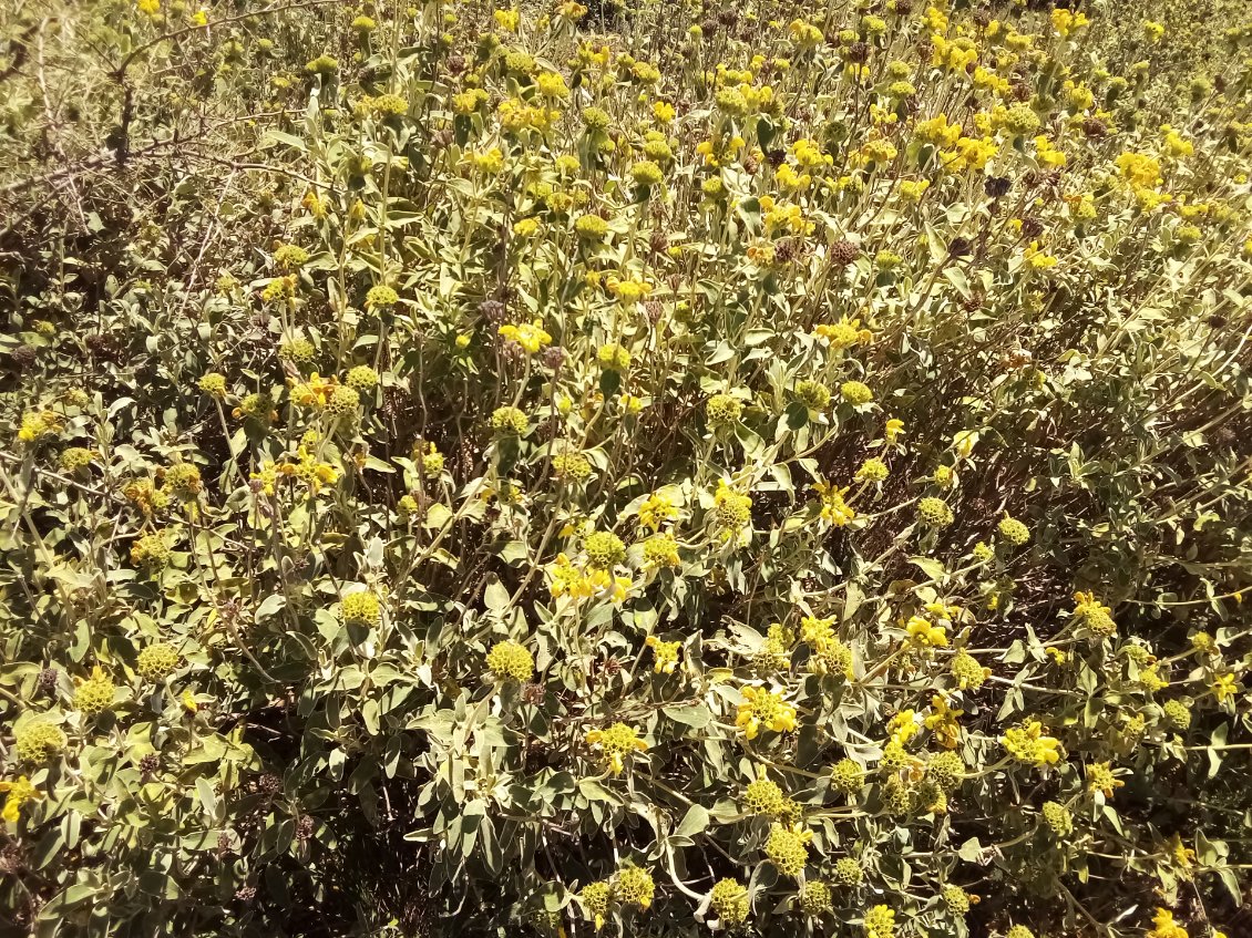 Sauge de Jérusalem, espèce arbustive qui forme d'importants massifs. La floraison est presque terminée.