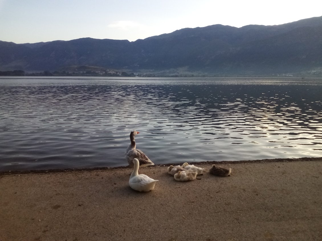 Les vilaines voisines qui vous réveillent à une heure pas possible. Incroyable le raffut ! Bon mignon quand même avec les petits.