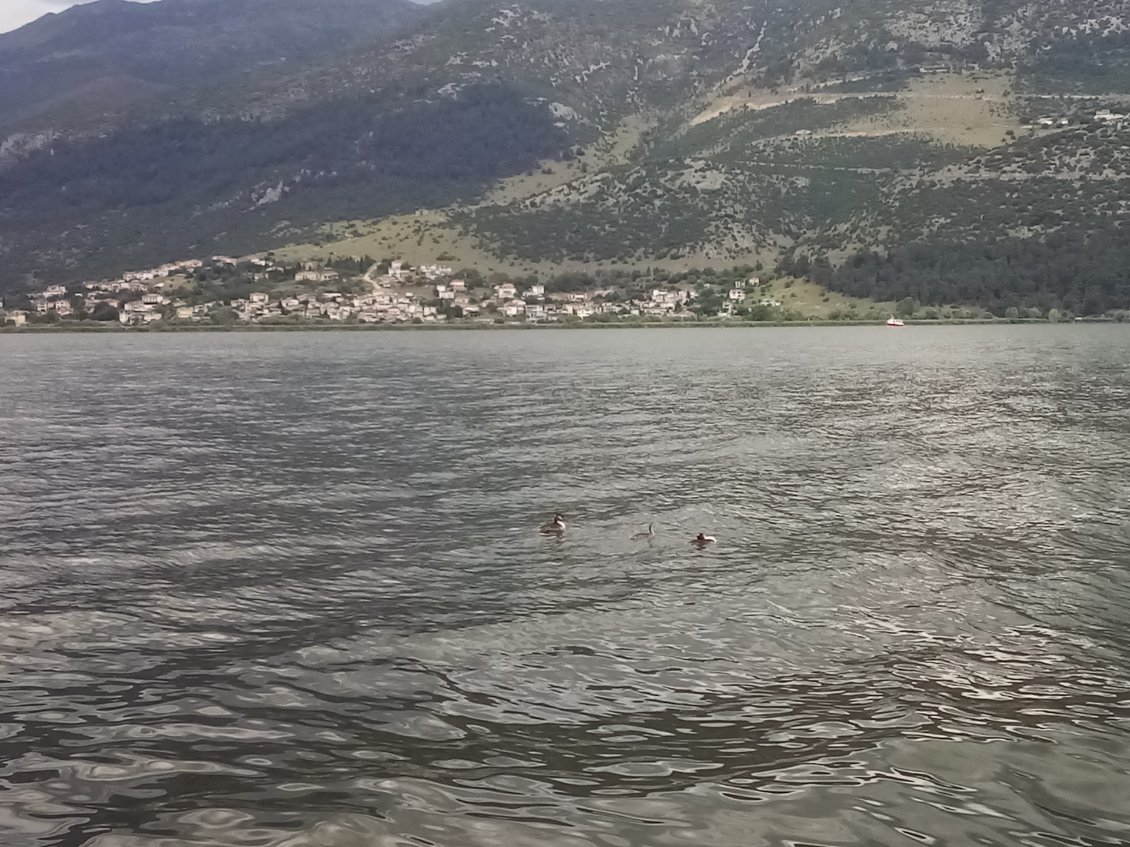 Celui-ci est empli de grèbes huppées, adultes et juvéniles. Elle ne sont guère farouches ( ni très grosses sur la photo...)