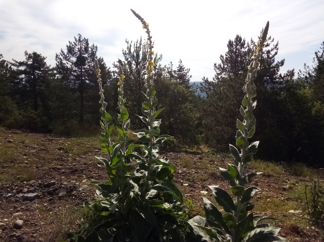 Bouillons blancs. Ils sont énormes.