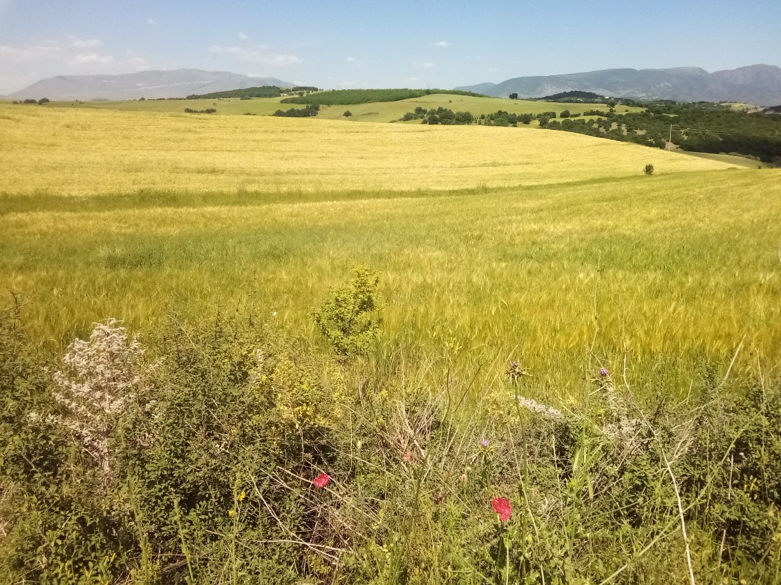 Je crois que je traverse le grenier à blé de la Grèce.