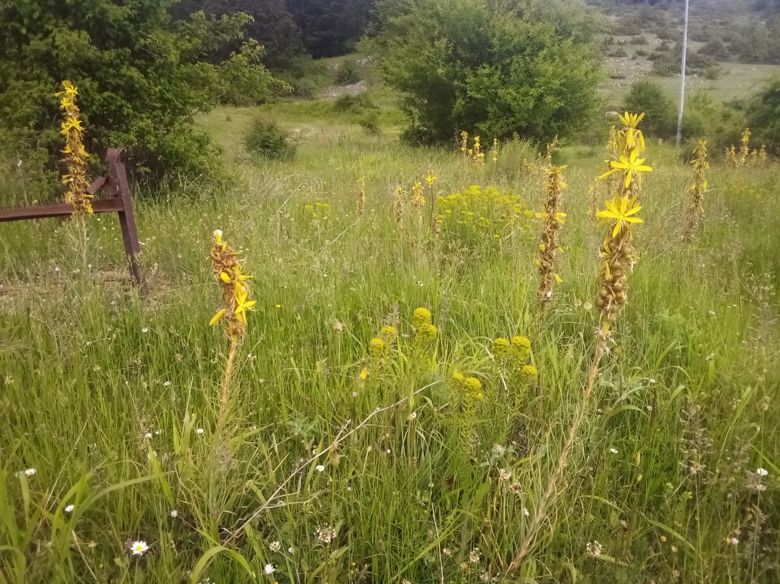 Asphodélines jaunes. C'est la fin de floraison, on voit déjà les fruits.