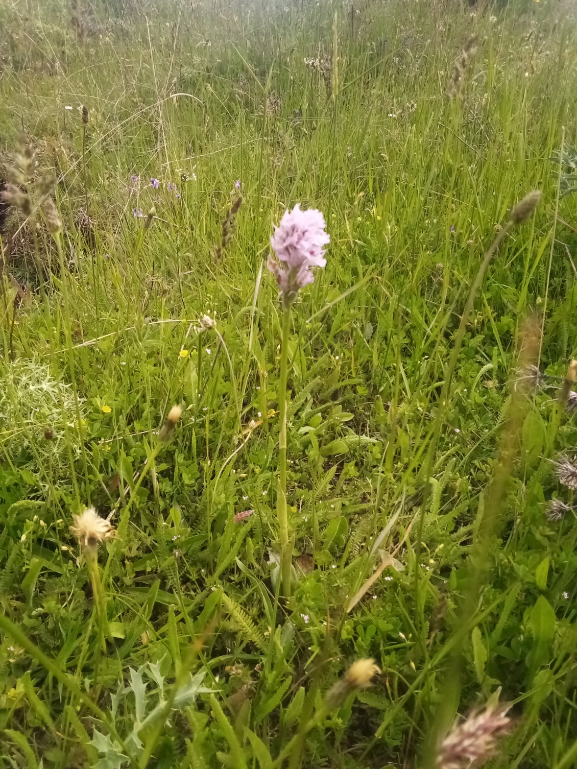 Orchis dentelé. Bon vu la photo va falloir me croire.