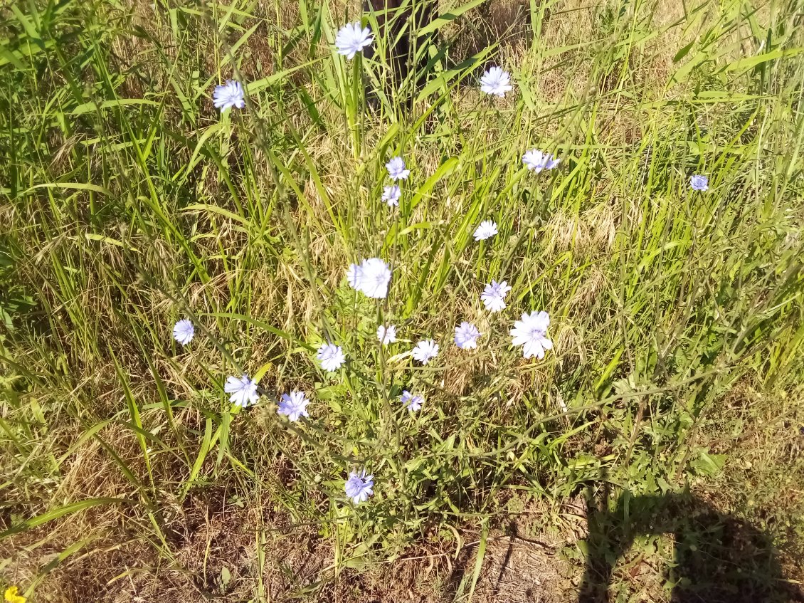 Allez, revenons à un peu de nature.
Chicorée sauvage.