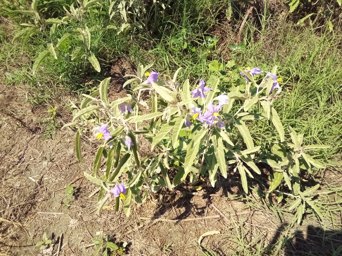 Morelle jaune. Jolie mais c'est une plante invasive originaire d'Amérique du Nord.