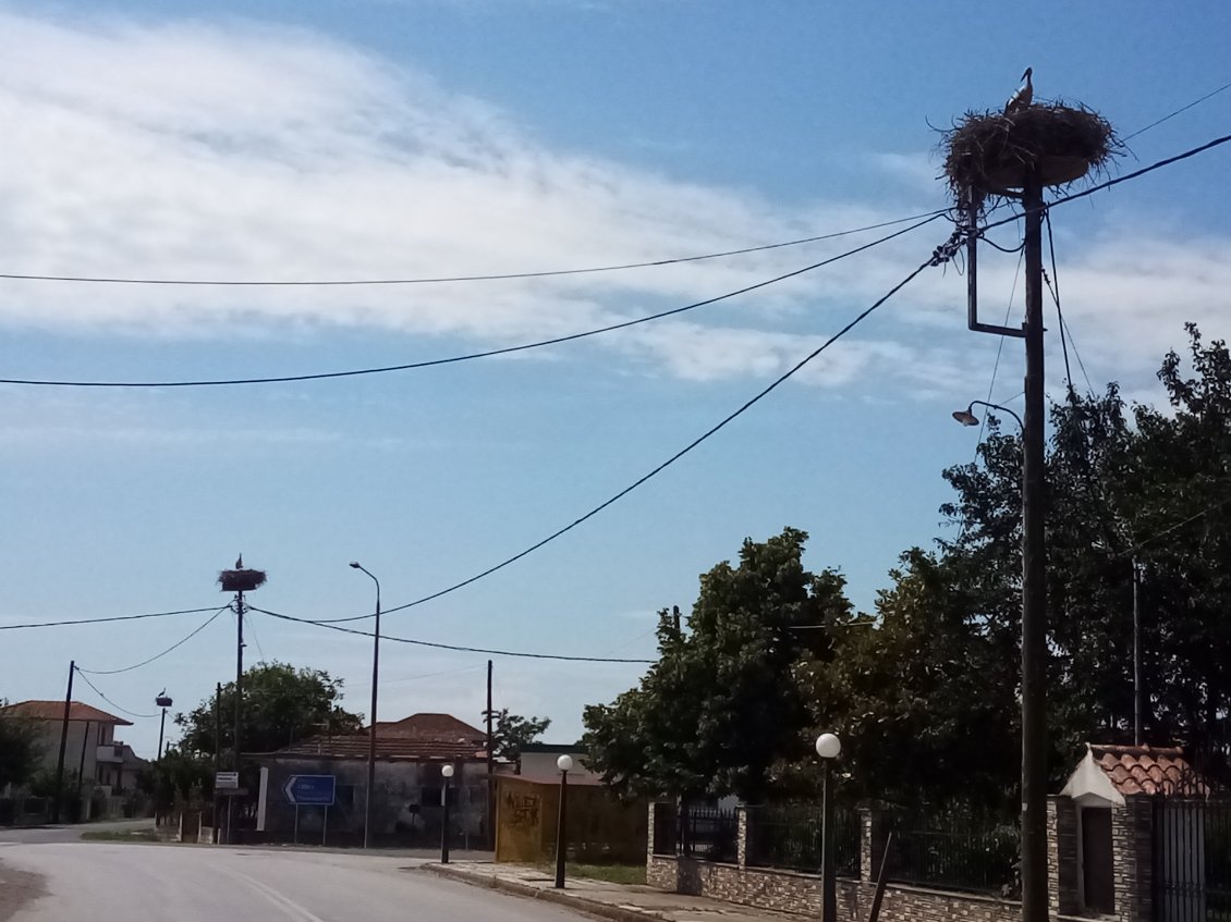 Ça m'a bien fait sourire. Chaque famille de cigognes, car les jeunes sont au nid, possède son logement individuel dans cette rue.