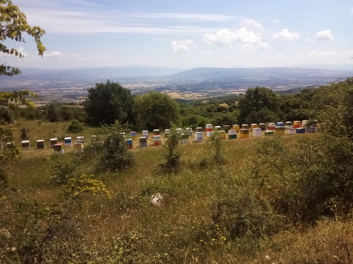 Beaucoup de ruches dans le coin.
Je croise un apiculteur au travail.