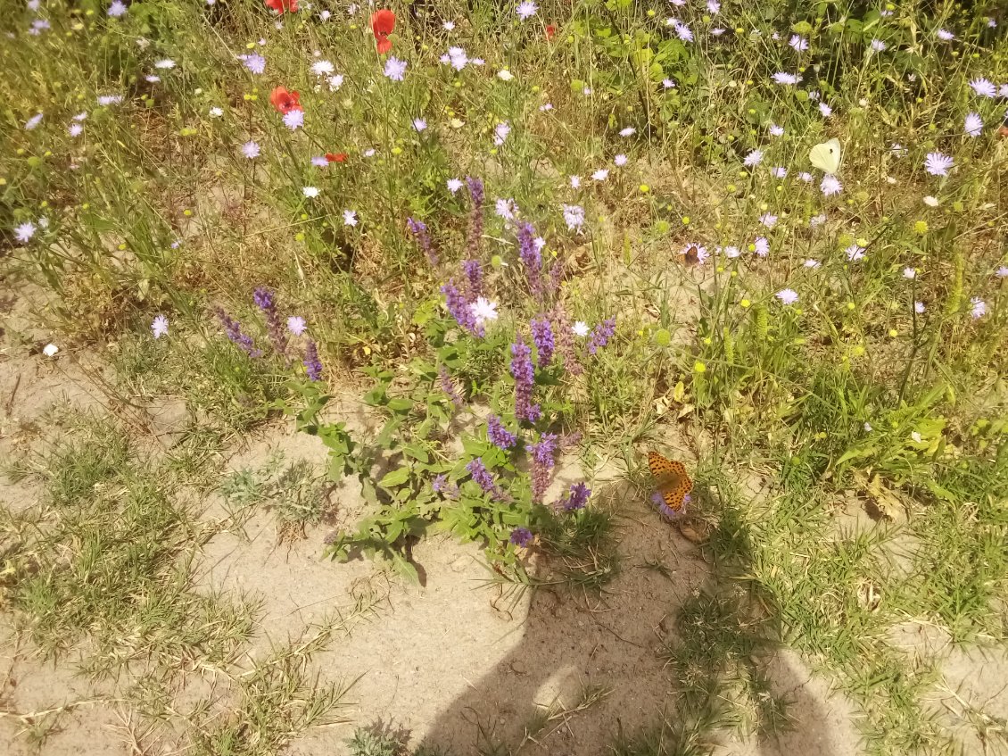 Que c'est beau toutes ces fleurs avec leurs papillons.