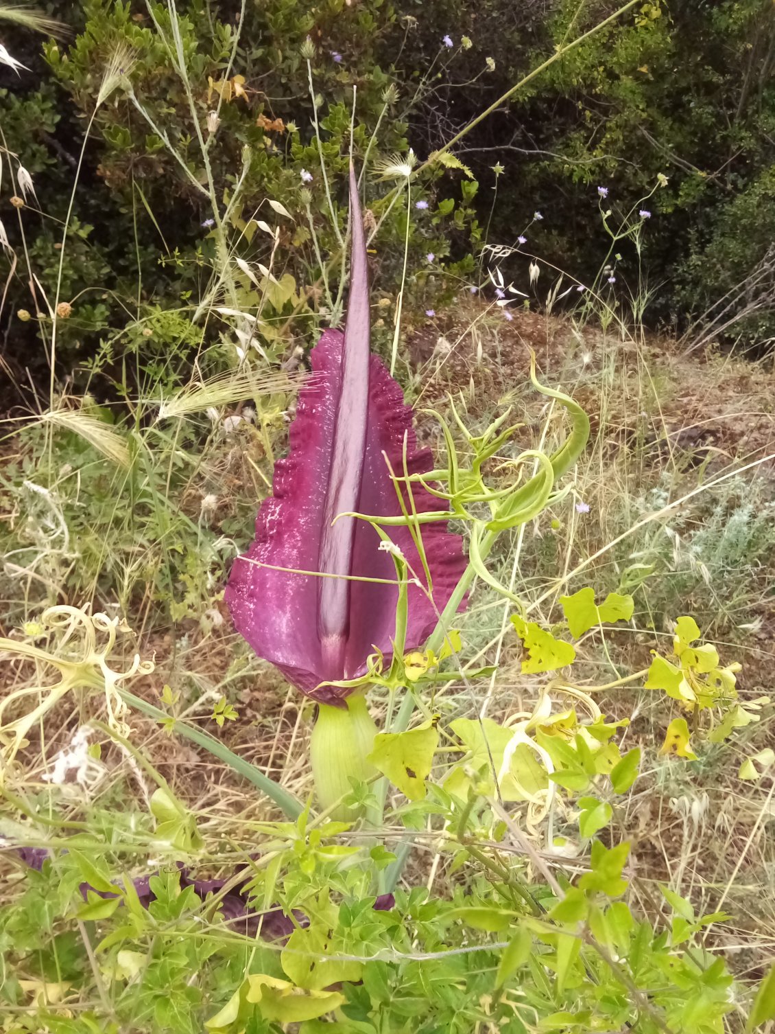 Ho la belle et drôle de fleur ! Un arum dragon. Avec cette odeur bien fétide pour attirer les insectes pollinisateurs. Sans moi !