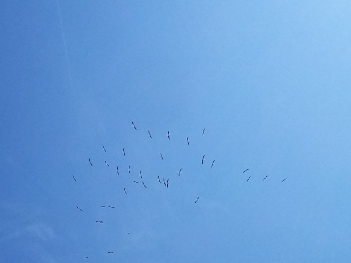 Je suis survolé par un escadron de cigognes qui planent dans les courants d'air chaud ascendant. Je reste regarder, c'est magnifique.