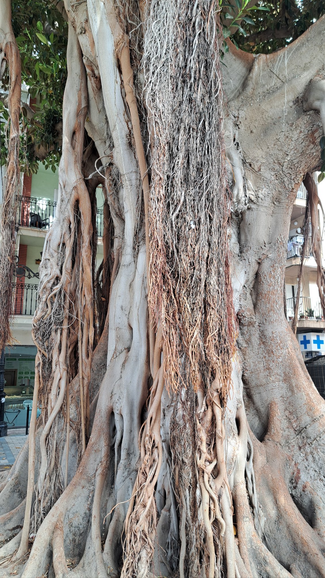 Les racines aériennes des gros ficus 