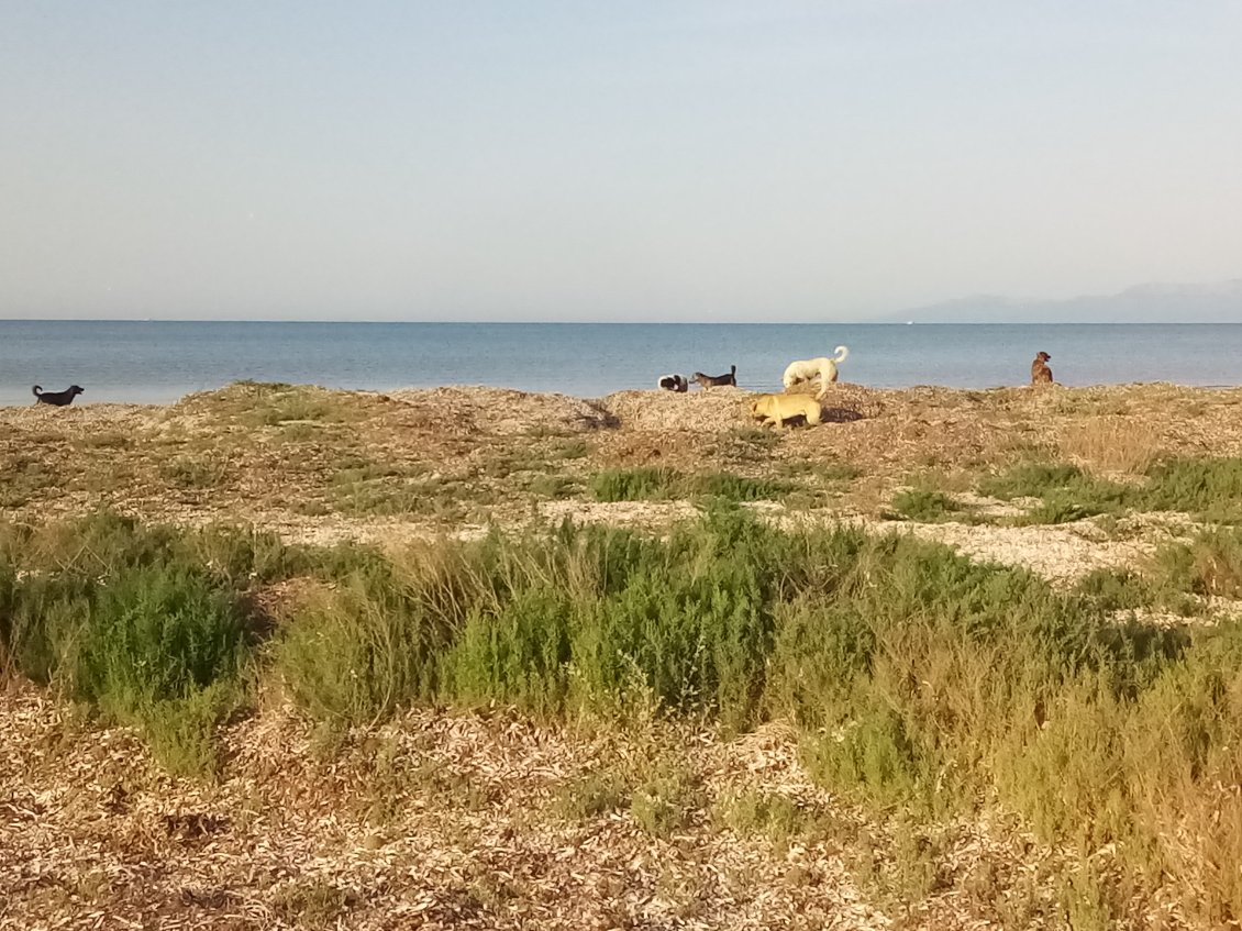 Je suis en train de ranger et ils rappliquent tous. Ce sont eux qui ont aboyé toute la nuit par intermittence ! En tout cas là c'est la fête. Ça joue et ça se baigne.