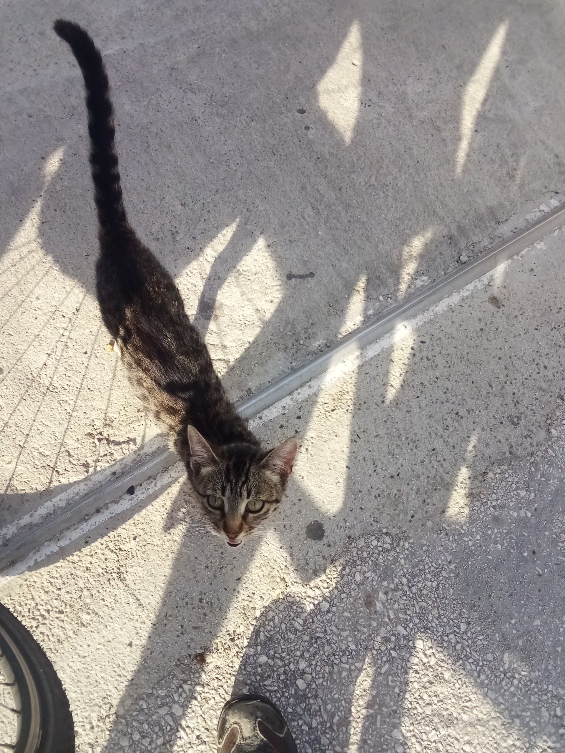 Tout plein de petits chats à l'entrée.