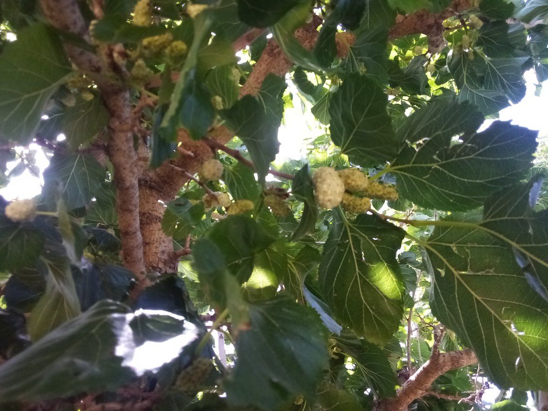 Mûres blanches dans l'arbre.