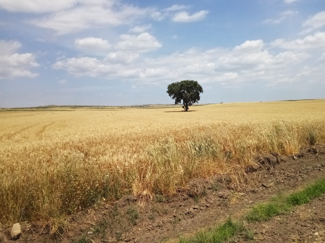 Dans cet arbre, isolé, devait se tenir la réunion annuelle du piaf turc. Je ne vous dis pas le raffut, ils devaient être des milliers.