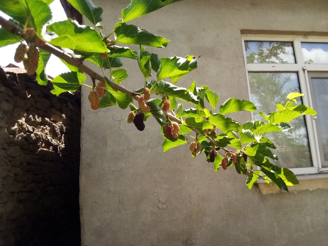 La grosse régalade, je retombe sur un mûrier. On voit ici les fruits à différents stades de maturité.