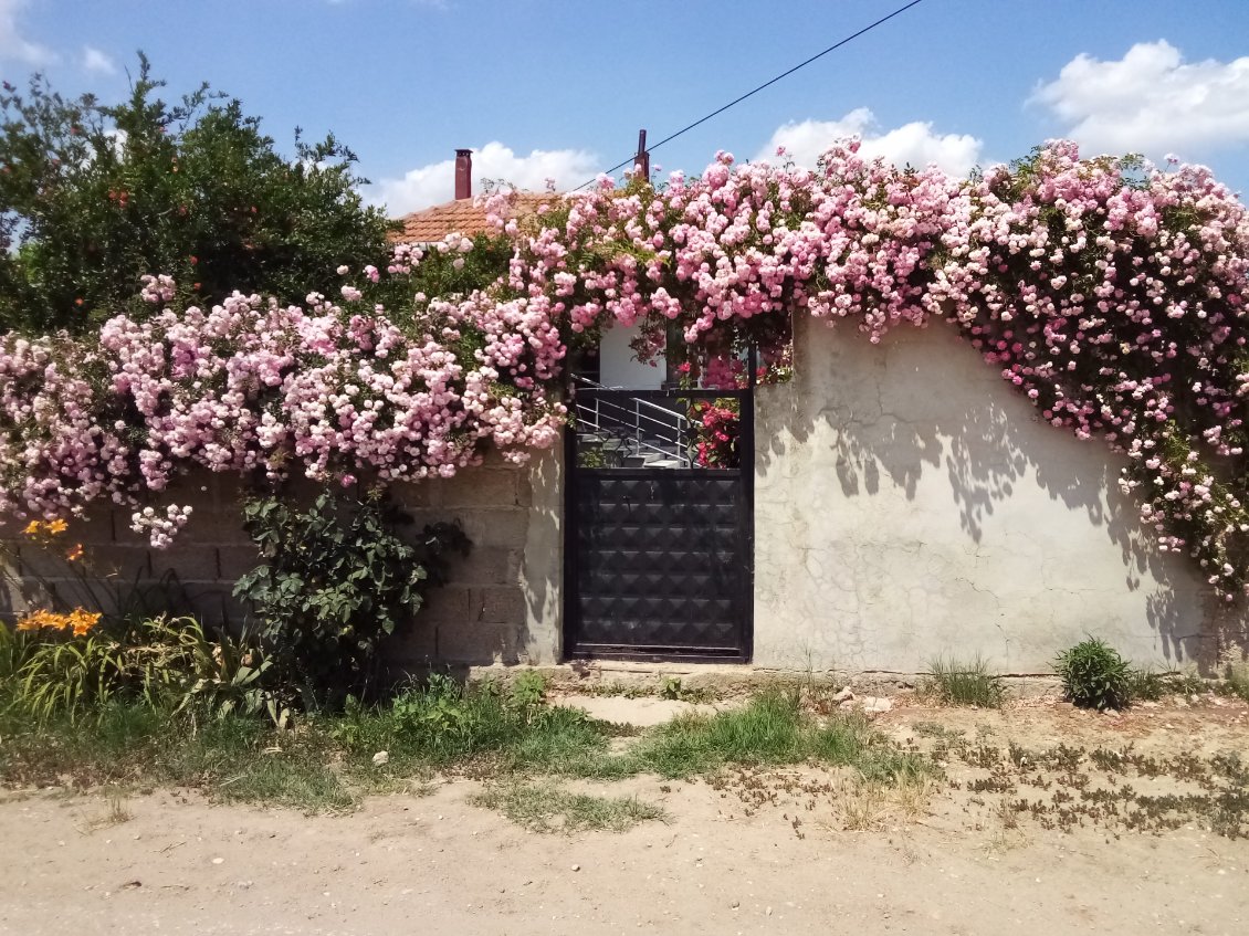 Beau mûr (et pas mûrier) fleuri.