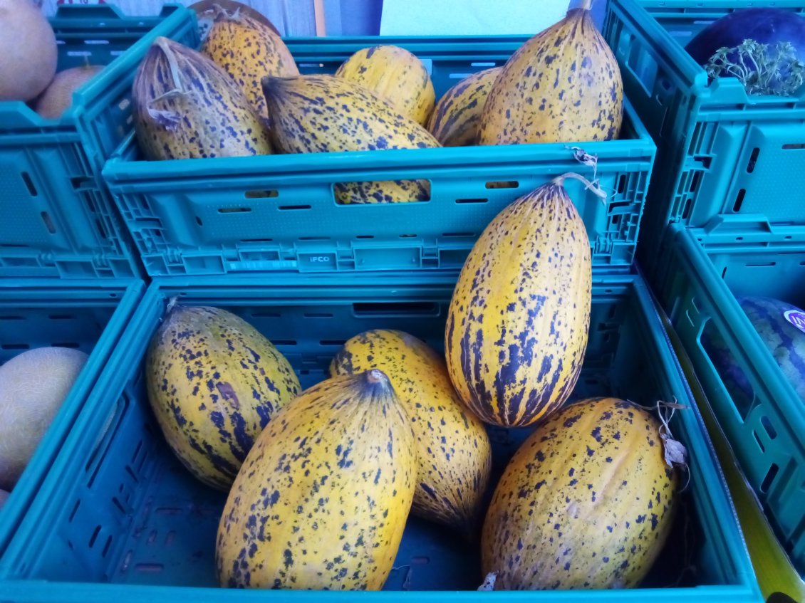 De gros melons venus d'une autre planète.