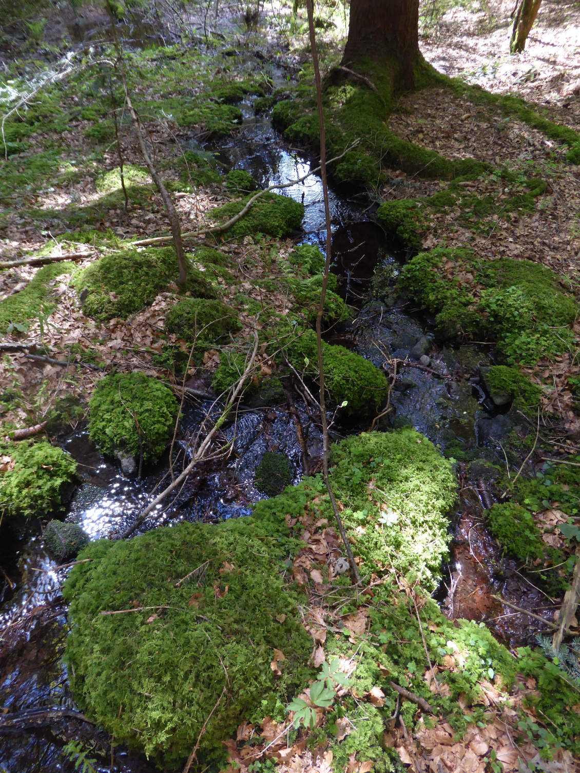 Source de l'Ognon