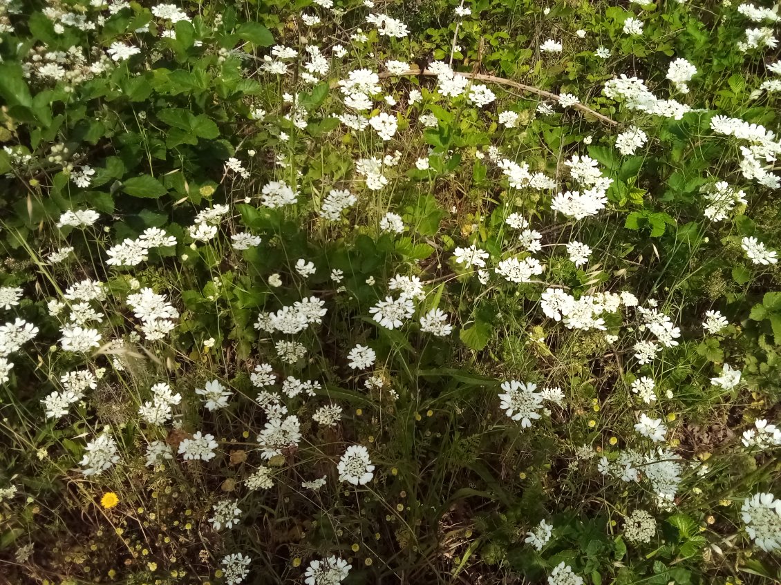 Caucalis à grandes fleurs.