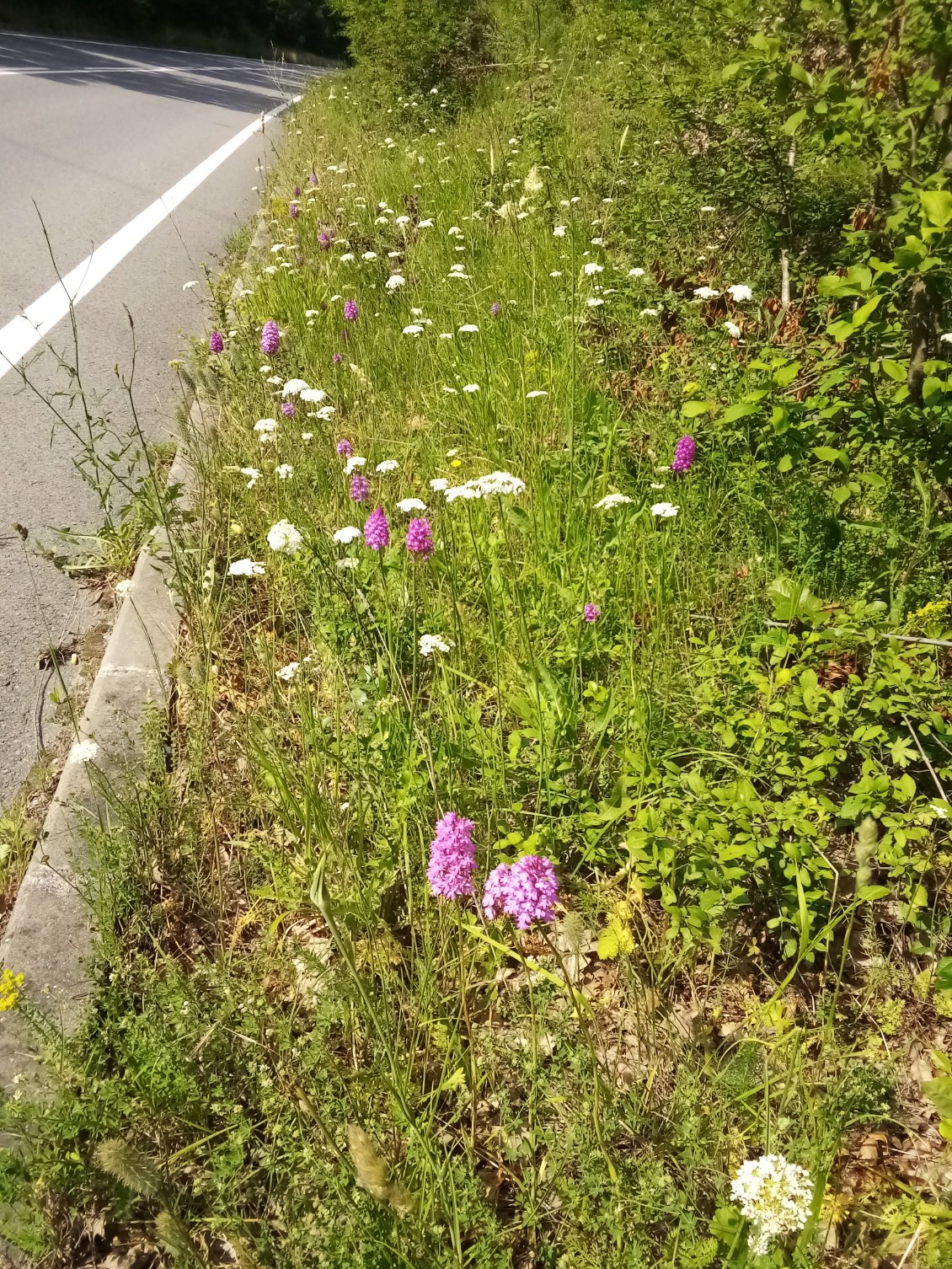 Une belle station d'orchis pyramidales.