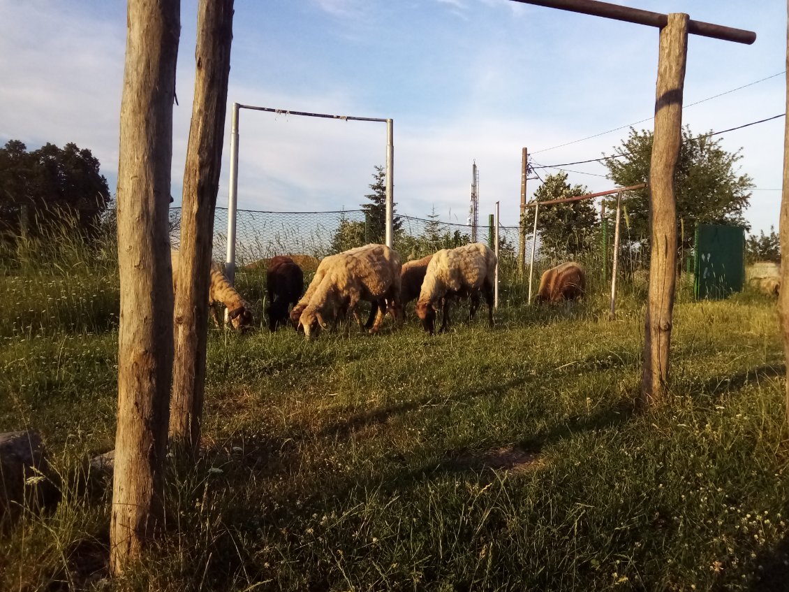 Les brebis reviennent et broutent avec frénésie autour de la tente.