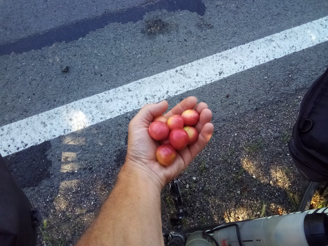 Prunes du matin, entrain.