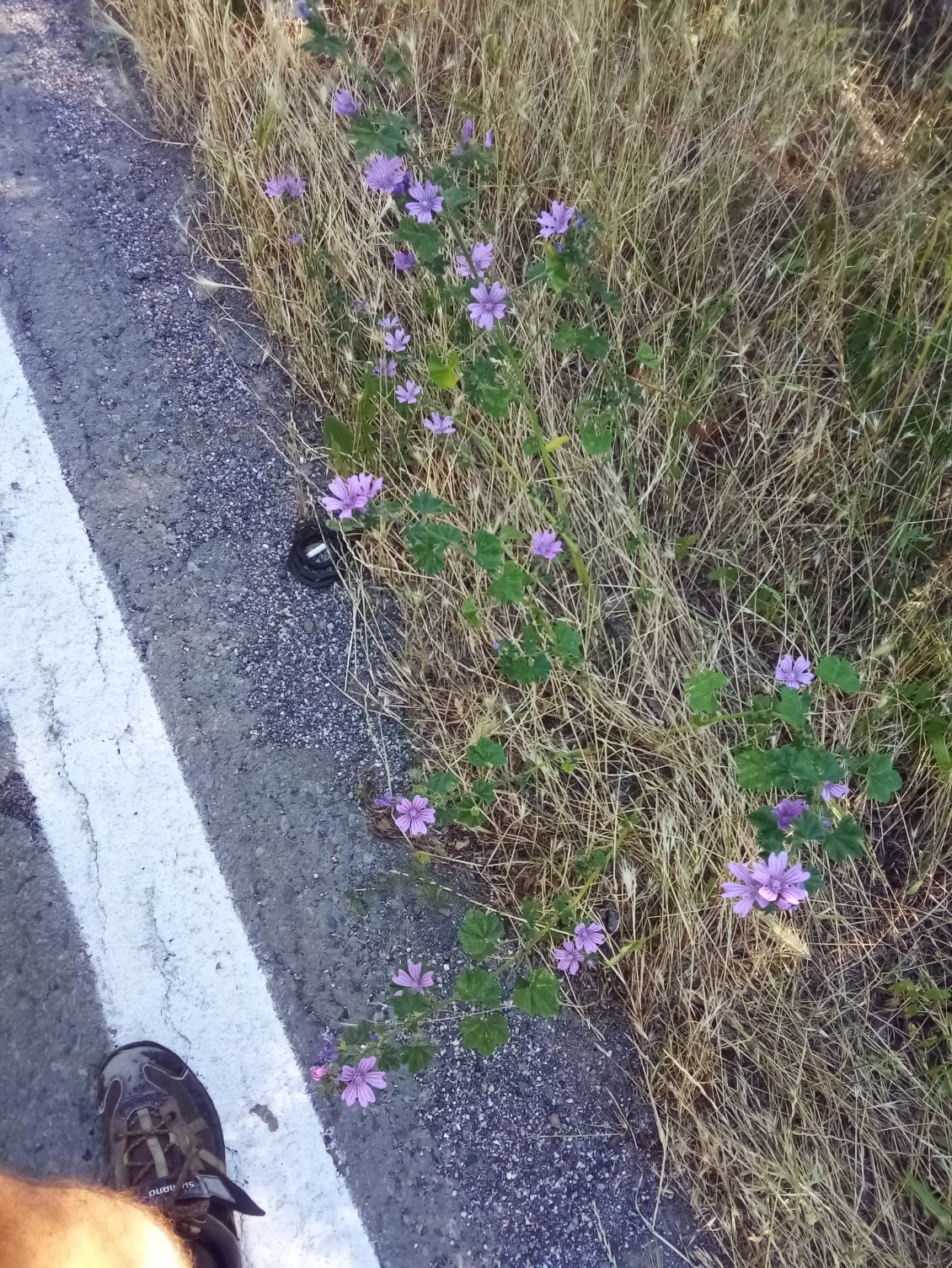 De la mauve.
(Et par accident un morceau de mollet, poilu mais non moins très musclé dorénavant.)