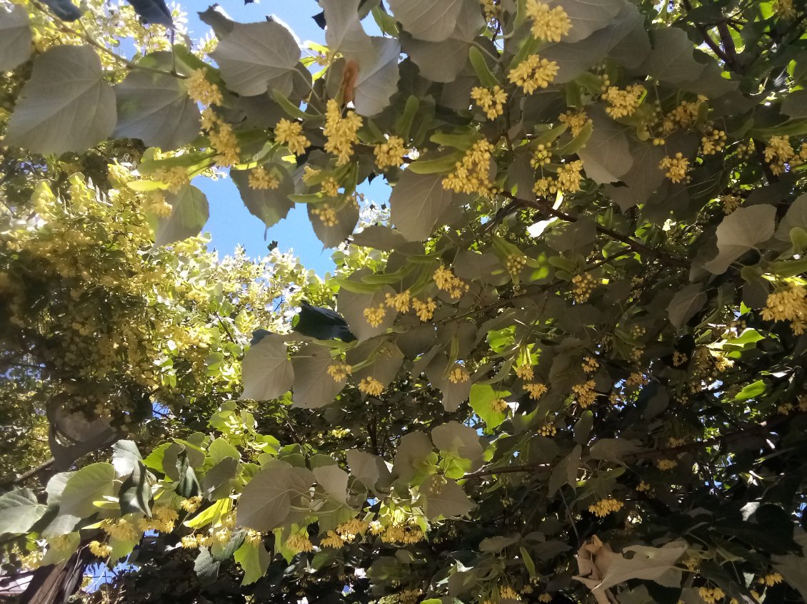 Les tilleuls sont en pleine floraison, ça parfume littéralement la ville.