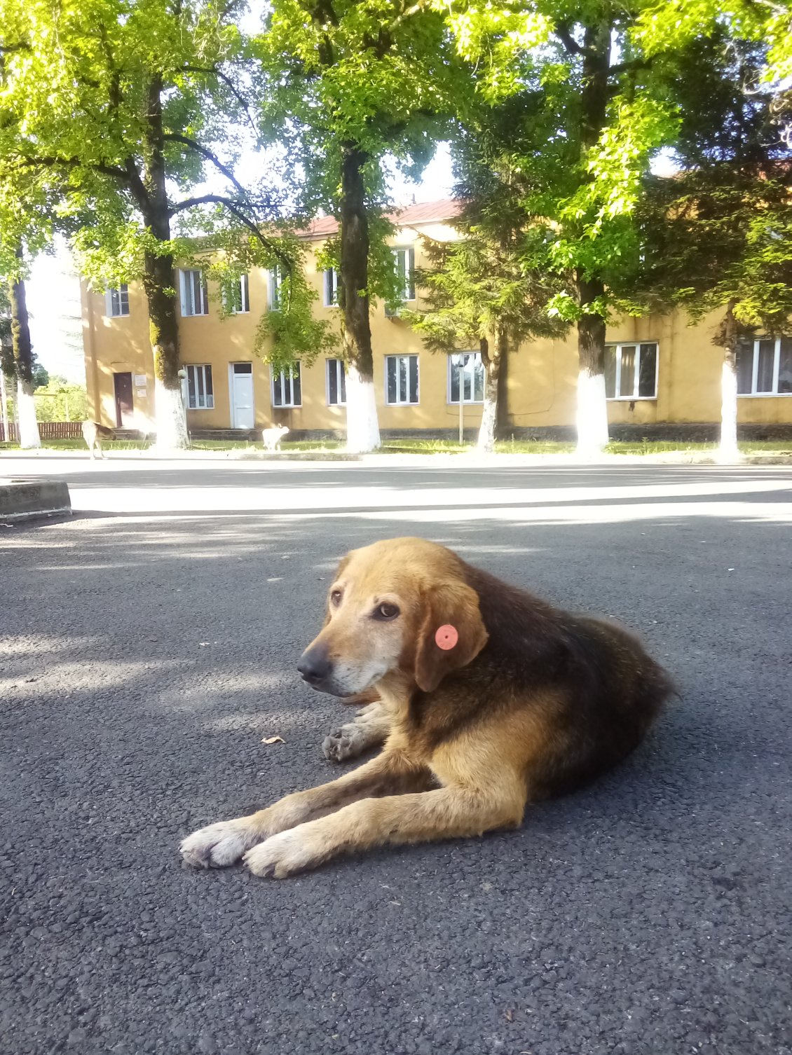 Beaucoup de chiens errants en Géorgie. Comme en Turquie, ils sont bagués.