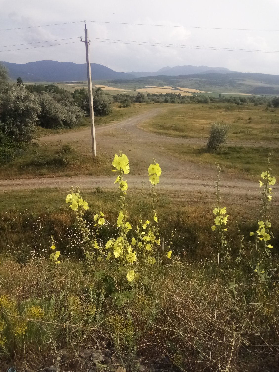 De la rose trémière, certe, mais de la rose trémière d'autoroute géorgienne.