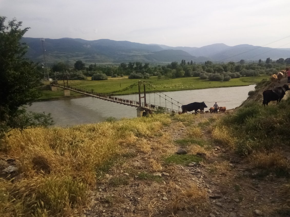 Elle me dit :
"Après les vaches vous allez en face."
Effectivement je vais attendre mon tour.