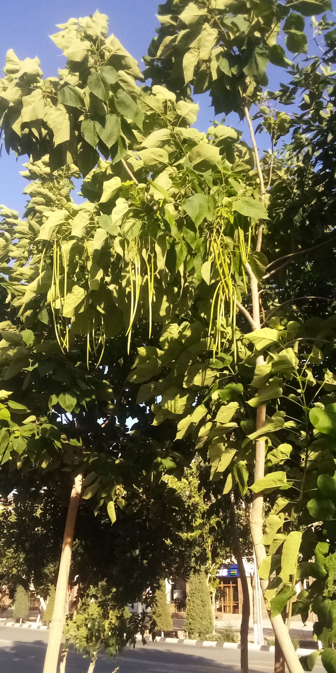 Ici les haricots poussent dans des arbres.