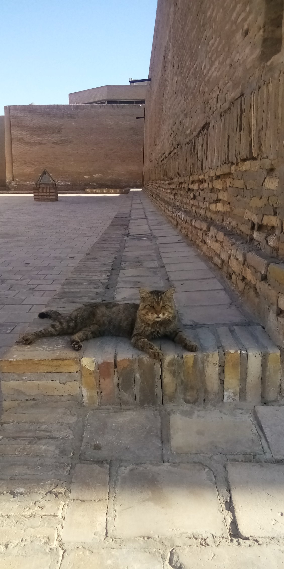 Chat de pierre, espèce endémique de Khiva.