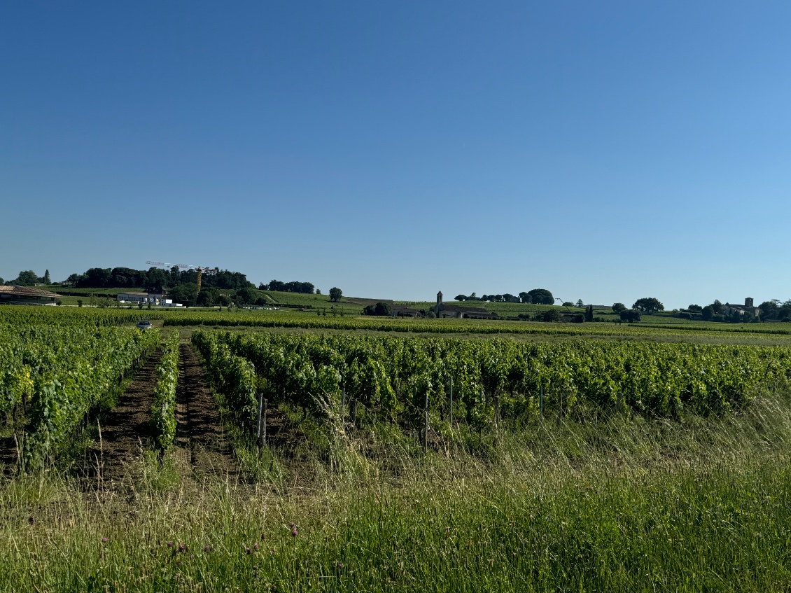 Vignes du Bordelais