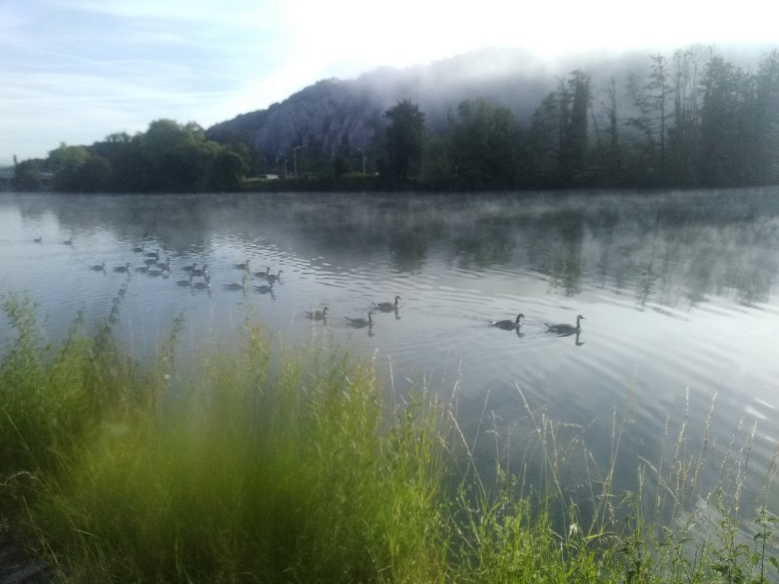 Petite brume matinale et beaucoup de canards sur la Meuse.