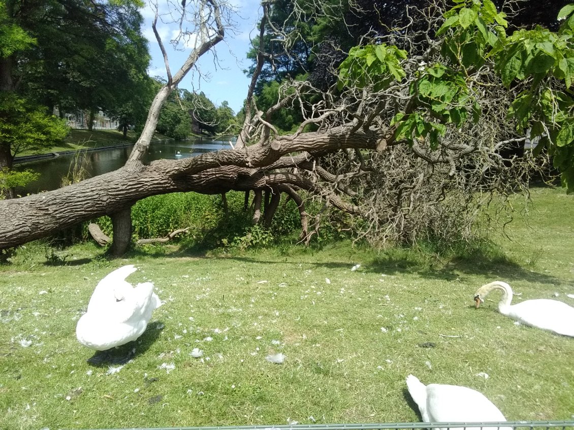 Tu penses que c'est un signe s'il y a trois cygnes?!