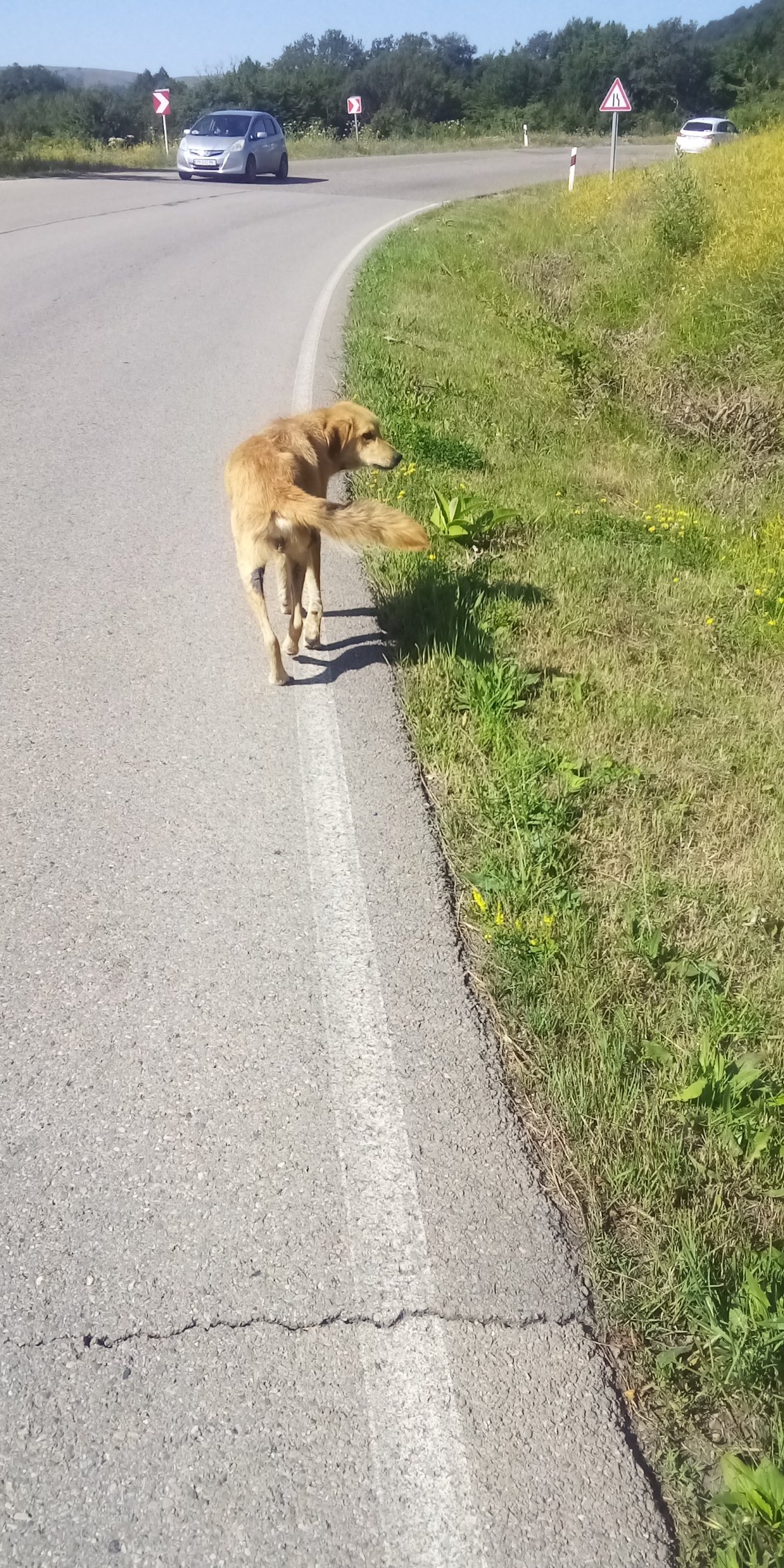 Un gentil toutou fait un petit bout de chemin à mes côtés.