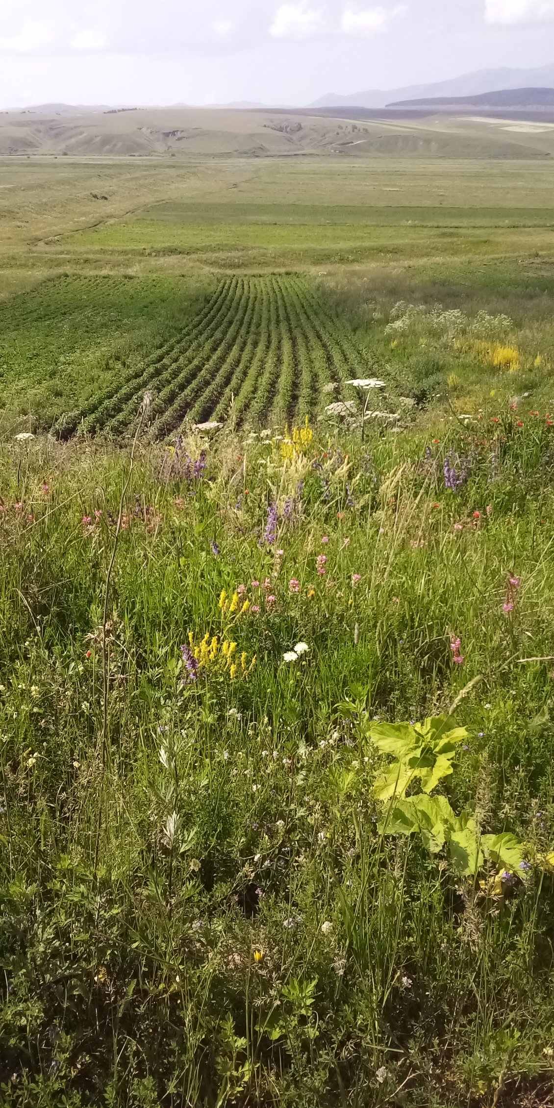 Fleurs, patates et collines.