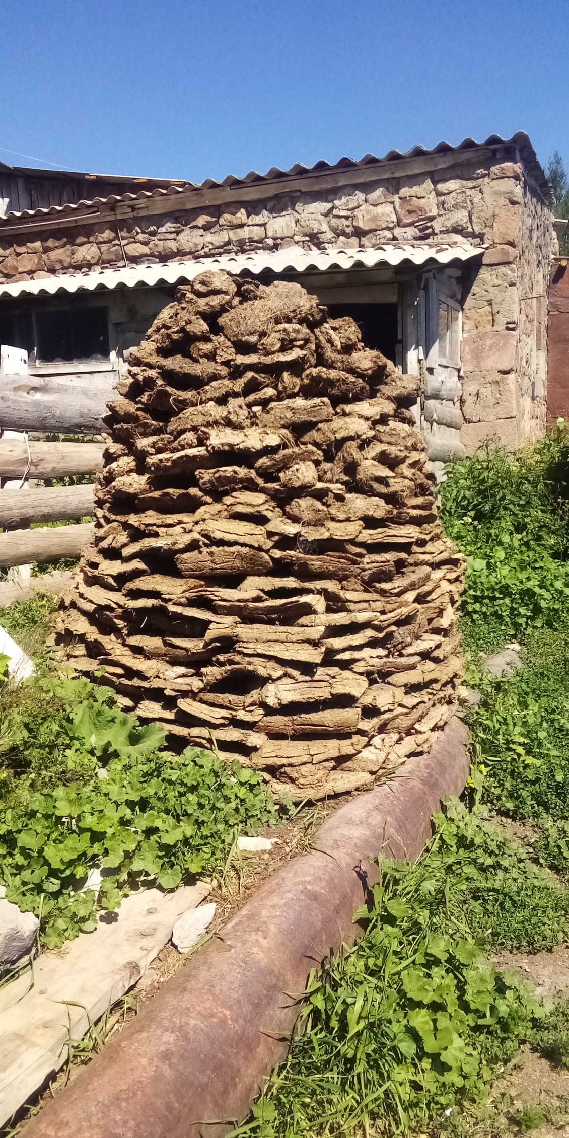 Les bouses de vaches ont l'air d'être mises à sécher pour servir de combustible.