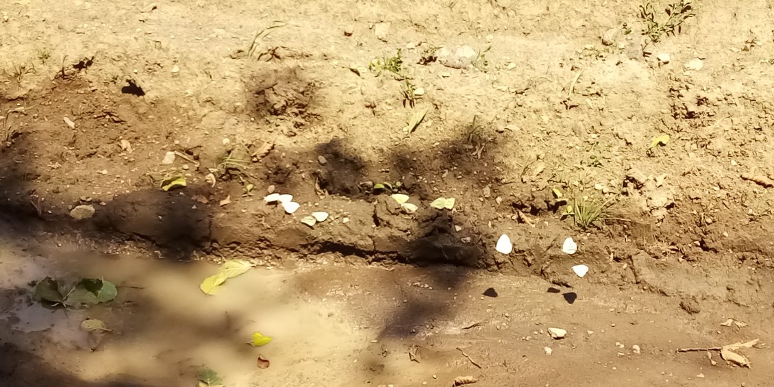 La pluie de la nuit dernière a empli les ornières. Des nuées de papillons viennent pomper les sels minéraux de la terre humide.