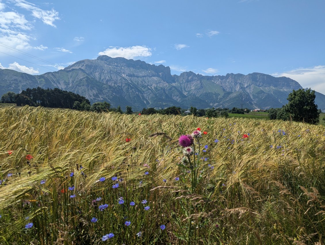 Encore et toujours la montagne de Faraut... une obsession?