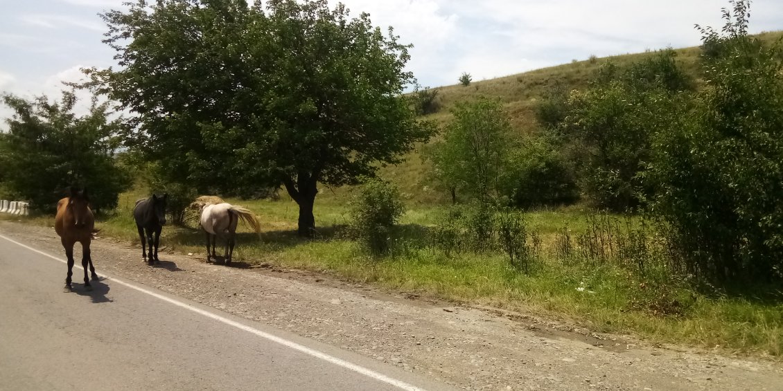 Et on croise aussi des trois chevaux.