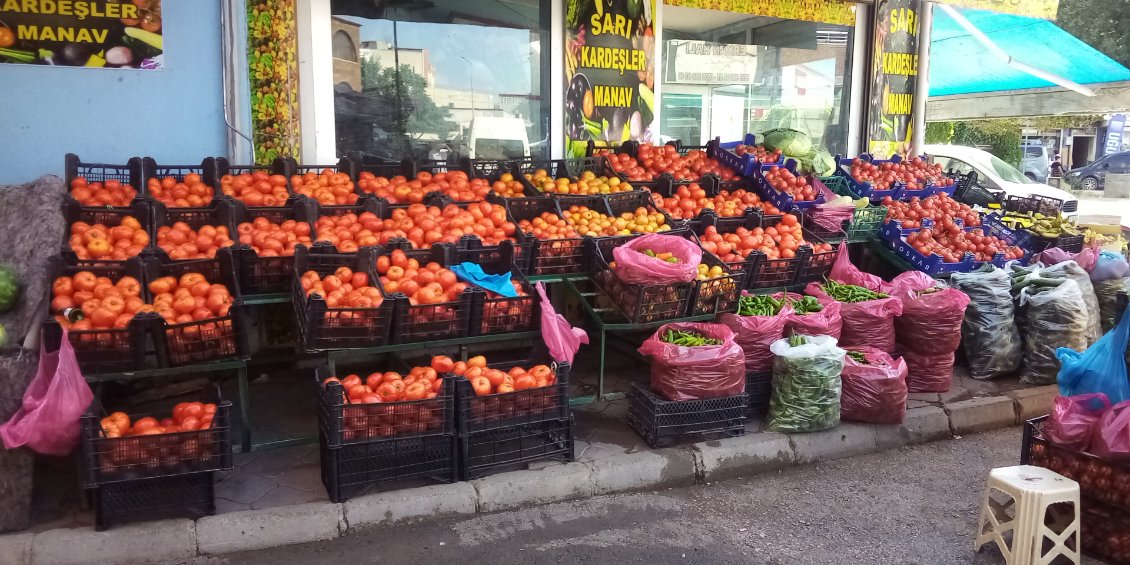 Tomates en quantité !