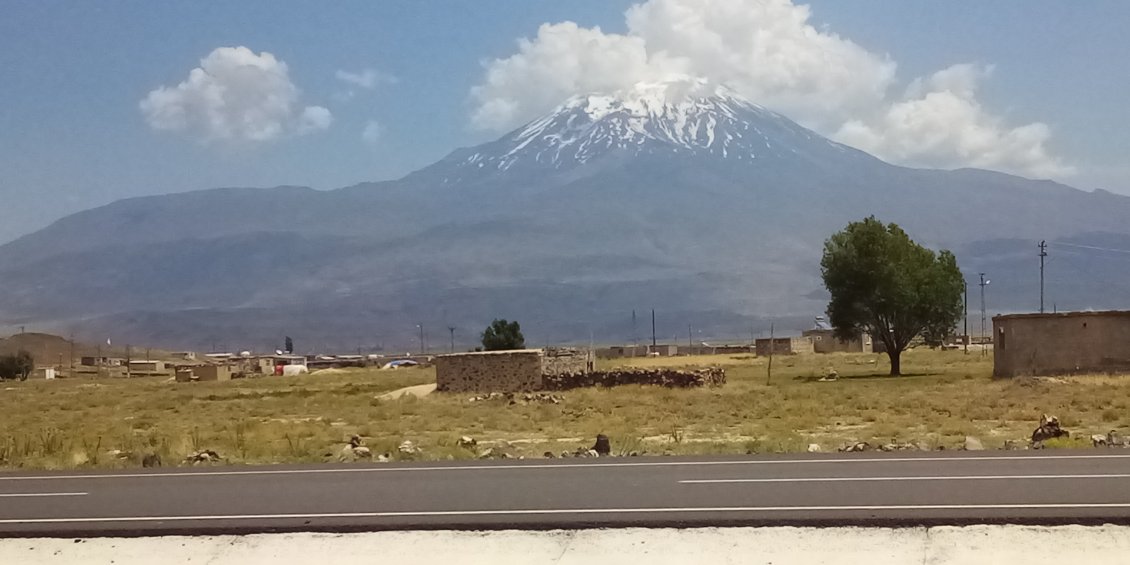 L'arbre du Mont Ararat.